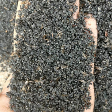 云南本地纯野生精品大个黑蚂蚁，一公斤起包邮。