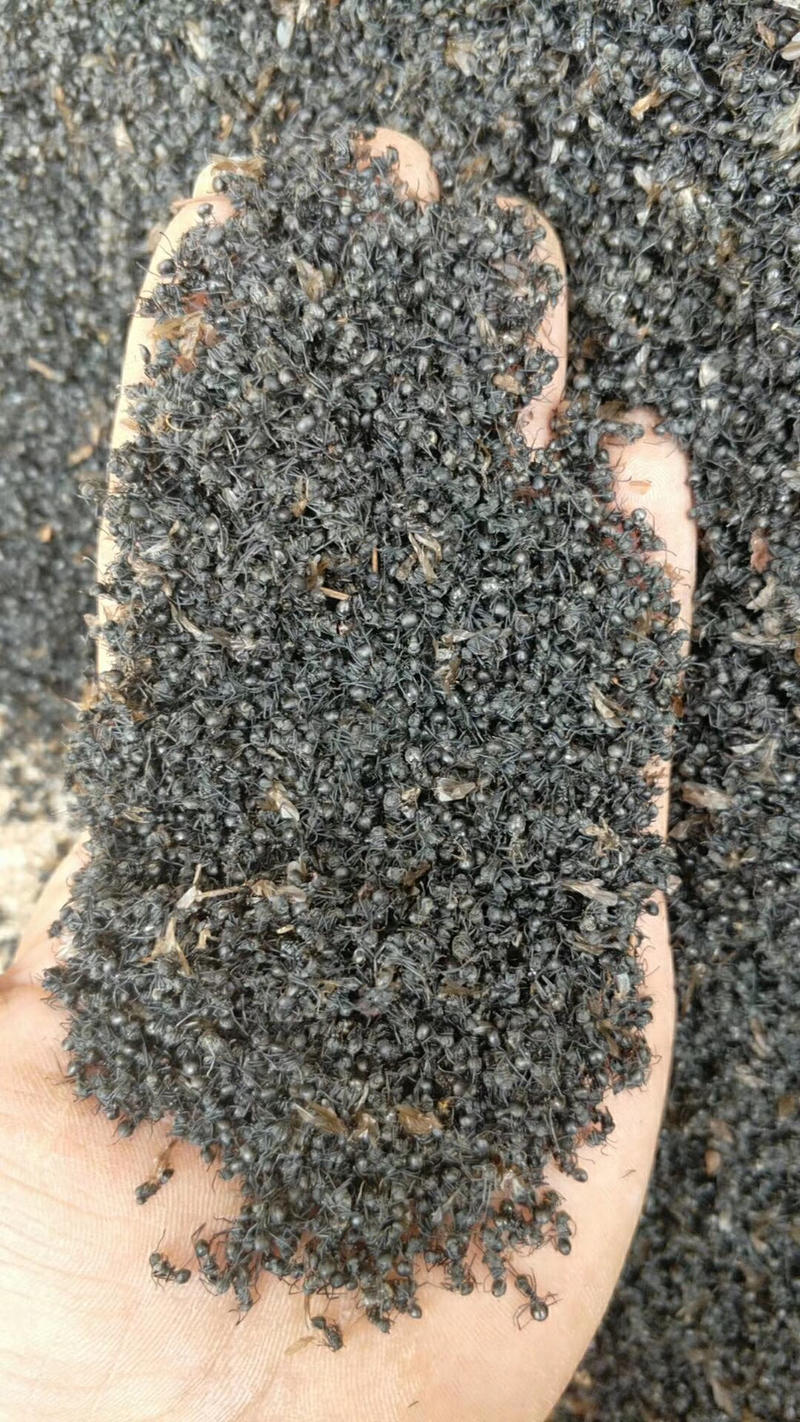云南本地纯野生精品大个黑蚂蚁，一公斤起包邮。