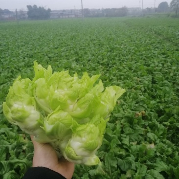 儿菜