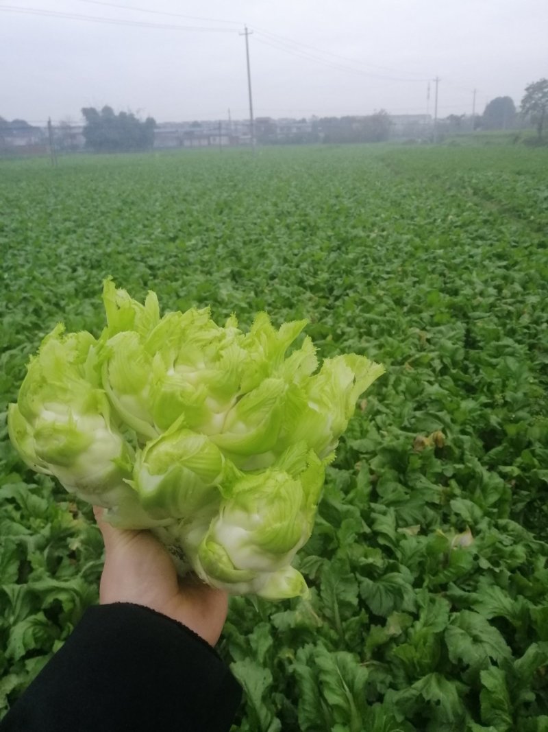 儿菜