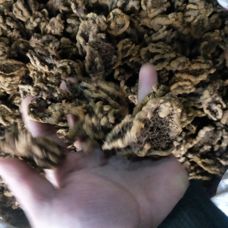 黄连四川黄连鸡爪川黄连黄连片味极苦