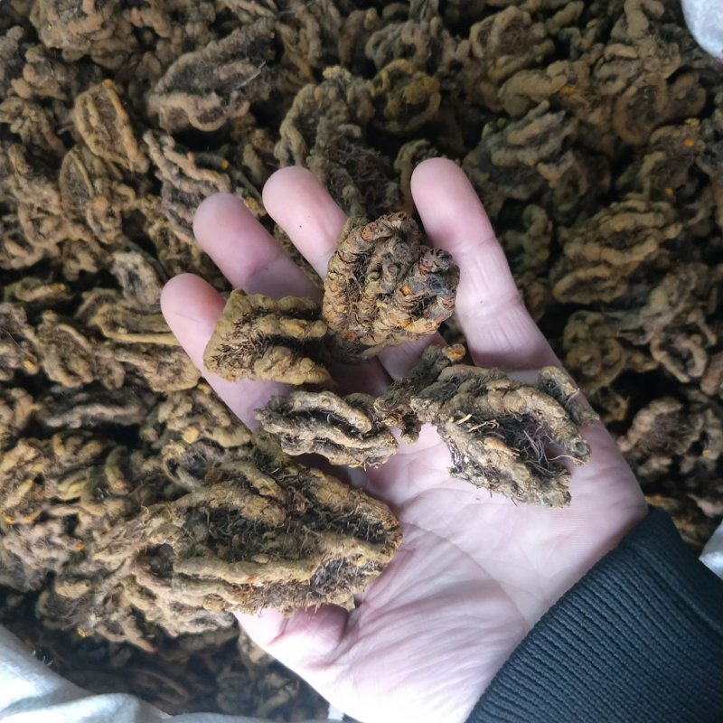 黄连四川黄连鸡爪川黄连黄连片味极苦