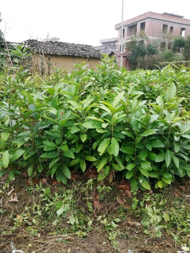 肉桂树苗又称桂皮树苗食用香料还可以作药材用