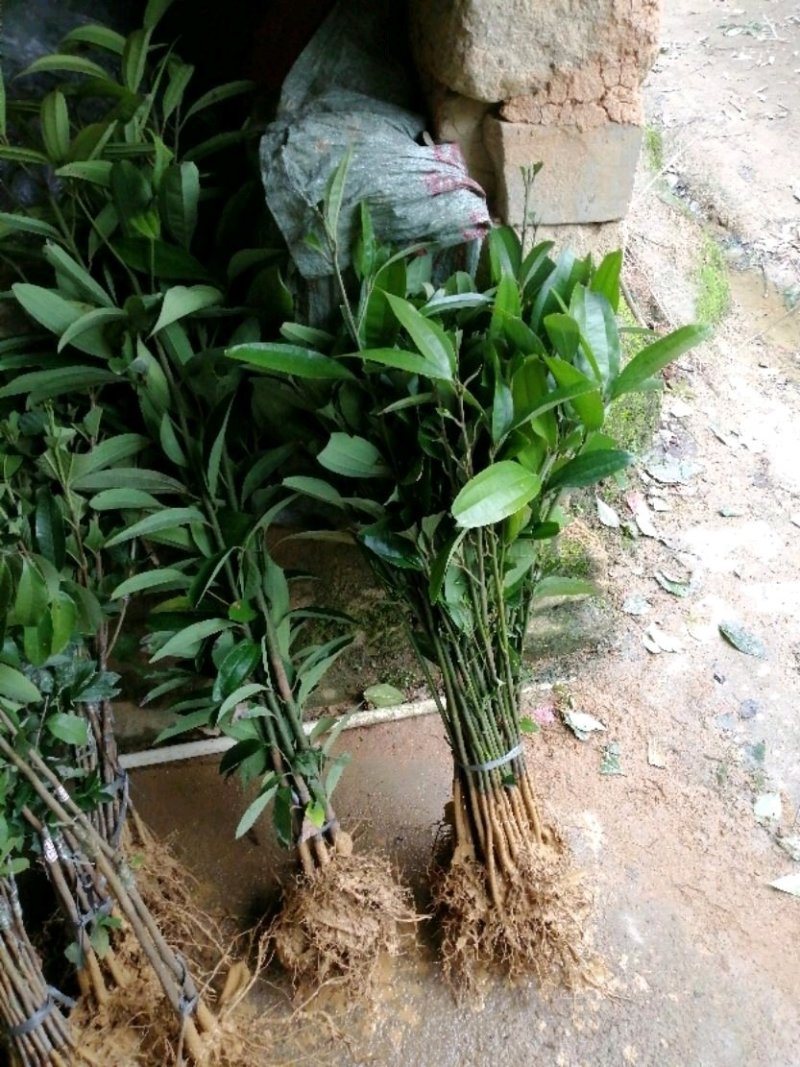 肉桂树苗又称桂皮树苗食用香料还可以作药材用