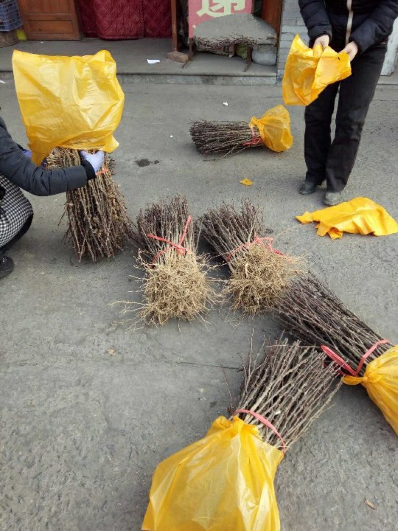 大量现货供应优质正宗大红袍花椒苗，根茎粗根系旺盛成活率高