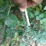 大量现货供应优质正宗大红袍花椒苗，根茎粗根系旺盛成活率高