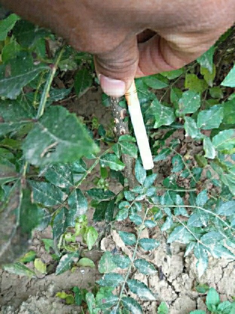 大量现货供应优质正宗大红袍花椒苗，根茎粗根系旺盛成活率高