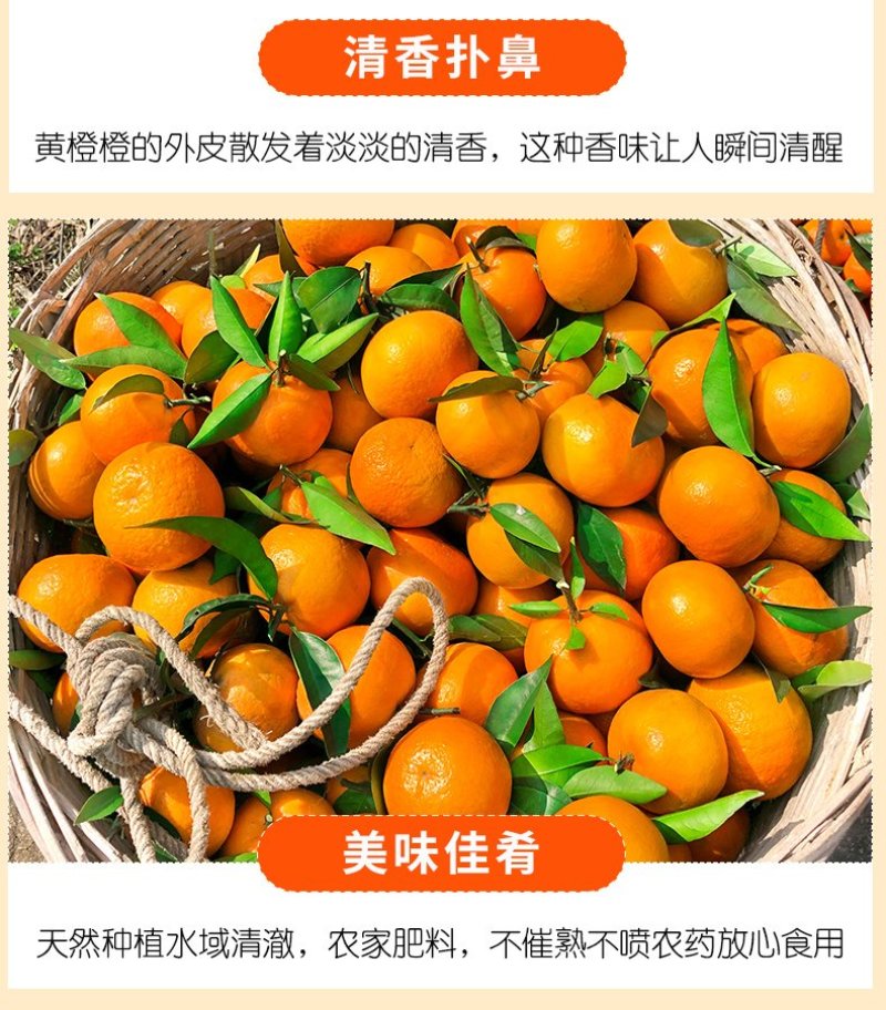 【广西武鸣沃柑】爆甜爆汁现摘现发9斤非茂谷柑新鲜水果一件
