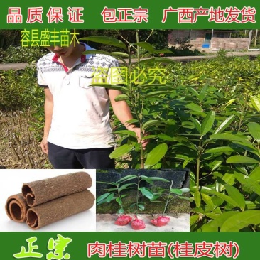 肉桂树苗又称桂皮树苗食用香料还可以作药材用