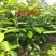 肉桂树苗又称桂皮树苗食用香料还可以作药材用