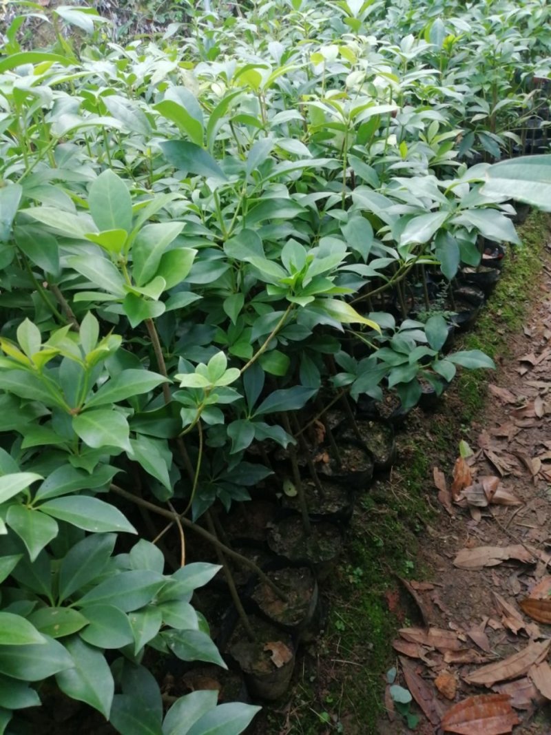 八角树苗，食用八角树苗，广西八角树苗，八角茴香，大料