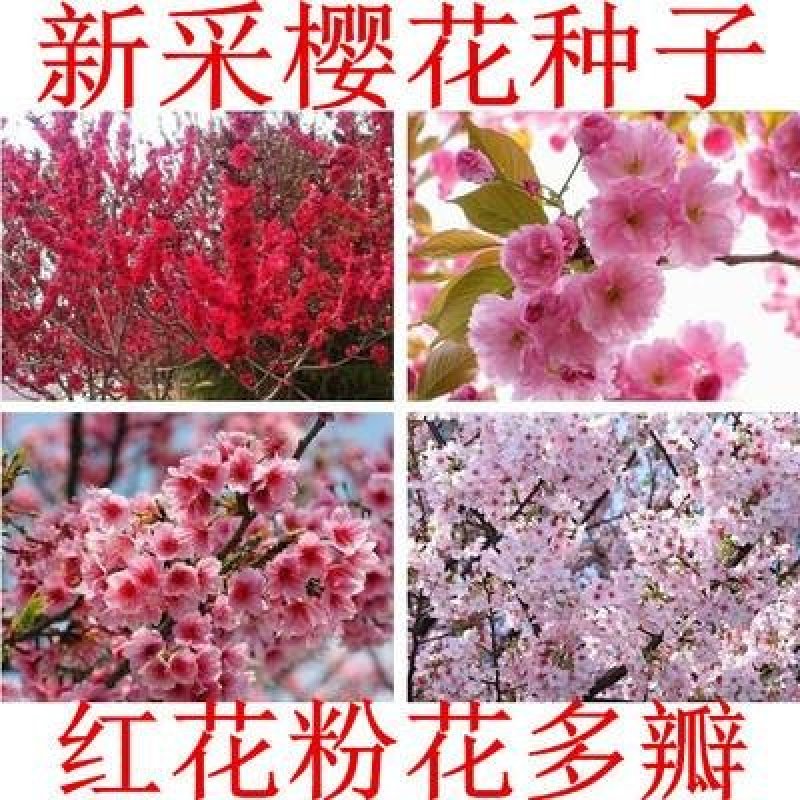 樱花种子日本樱花籽树种子樱花种子山樱花种子林木花