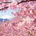 樱花种子日本樱花籽树种子樱花种子山樱花种子林木花