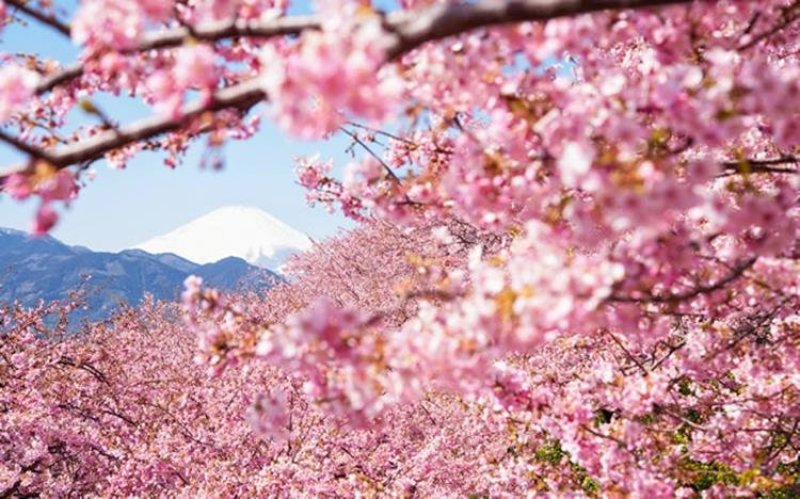 樱花种子日本樱花籽树种子樱花种子山樱花种子林木花