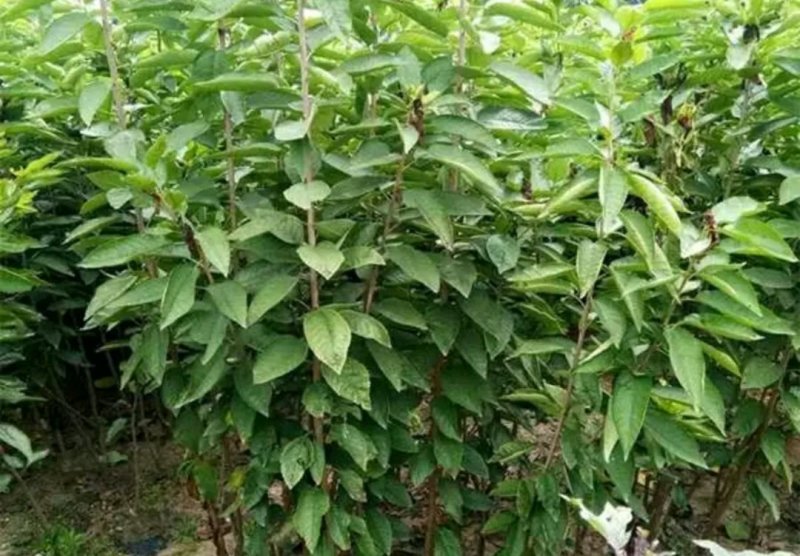 新品种白珍珠樱桃苗《速生生长结果快》成活率高
