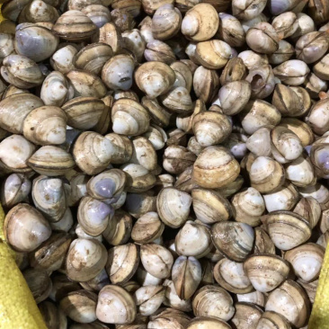 白蛤，新鲜上岸，鲜活发货