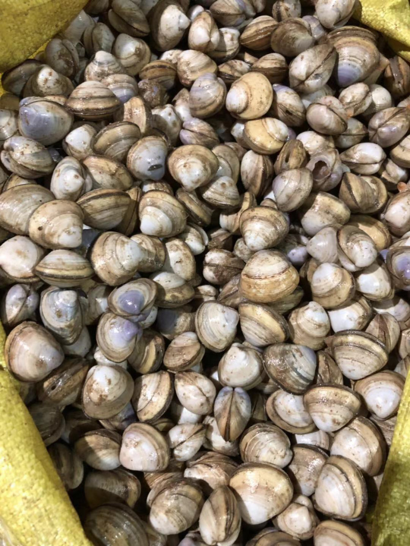 白蛤，新鲜上岸，鲜活发货