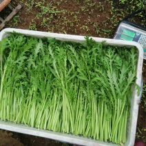 产地常年直供散装光杆茼蒿菜（质量好品质保证）