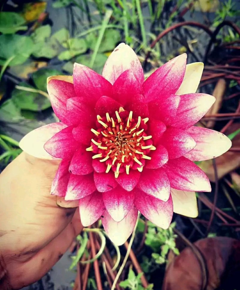 睡莲全新种苗包品种包质量欢迎采购，大小规格都有