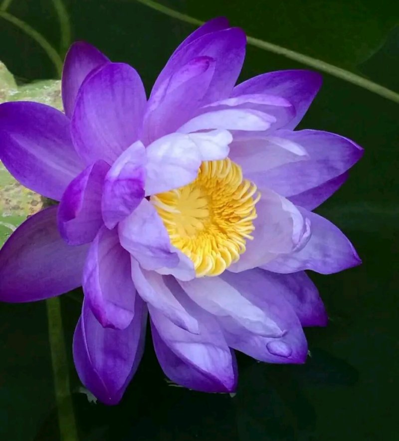 睡莲花色齐全包品种包质量欢迎采购，大小规格都有