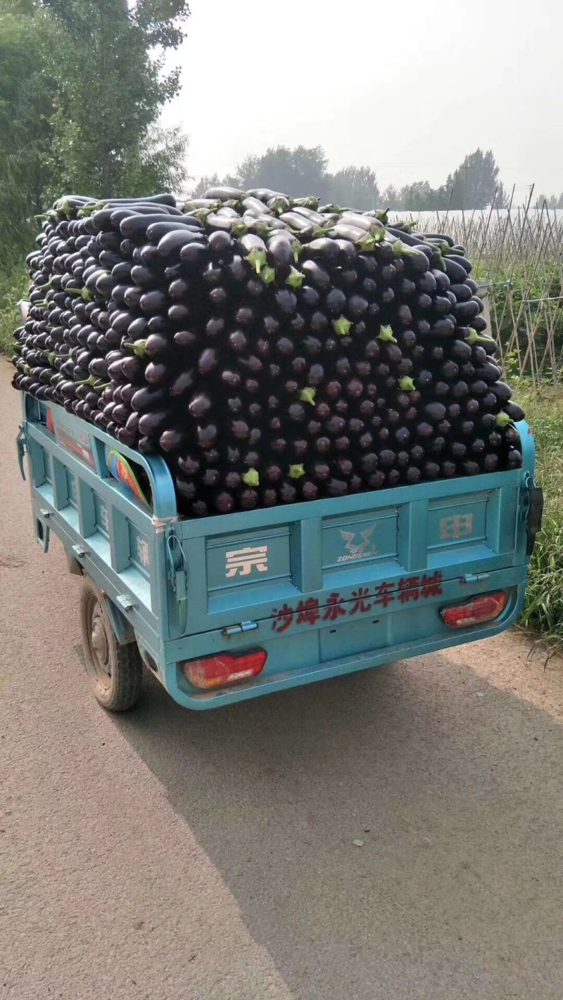 黑茄765黑宝黑金刚产地直销一手货源