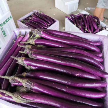 【首推】长线茄光度好条形好质量保证代发全国