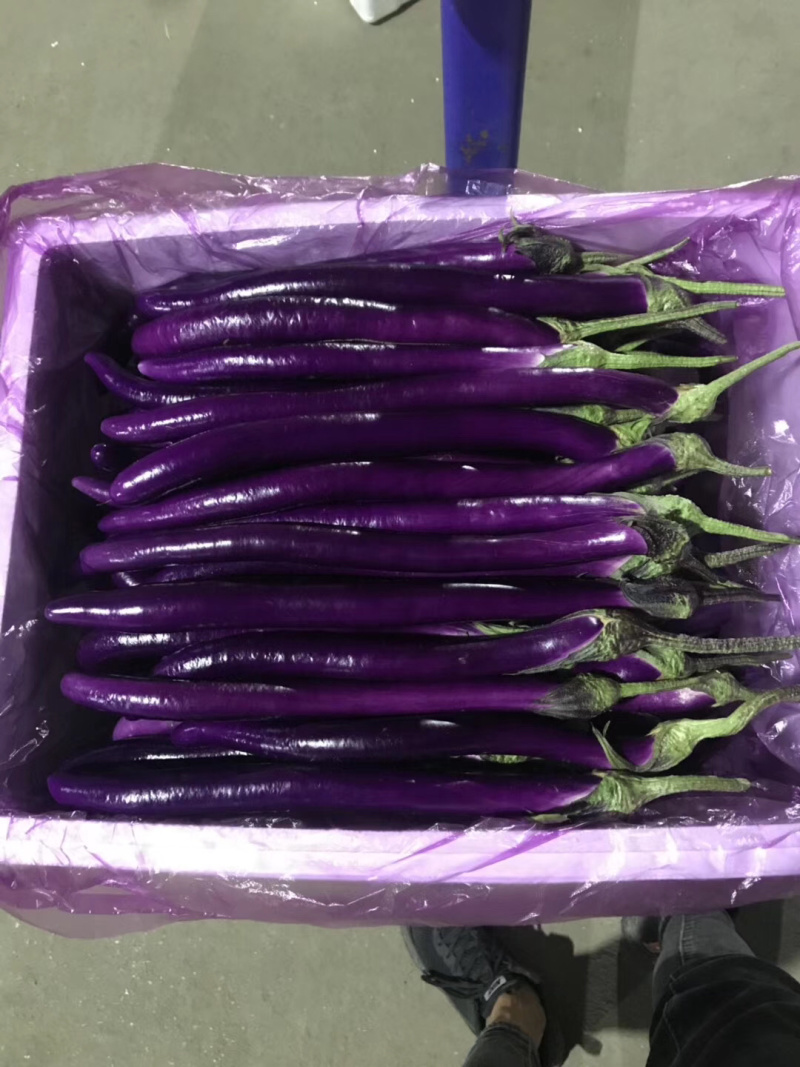 【首推】长线茄光度好条形好质量保证代发全国