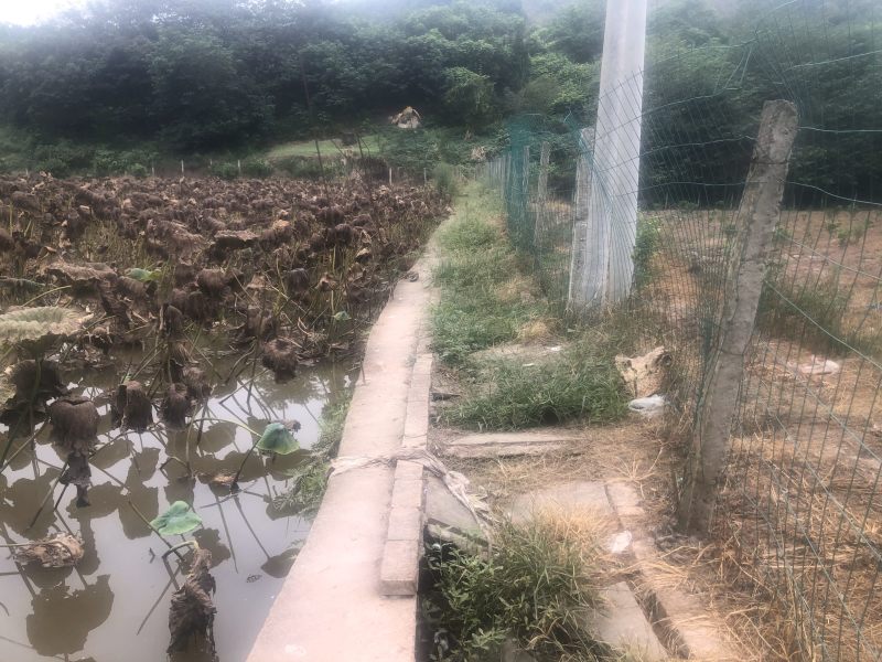 牧歌田园，有机又新，有机莲藕