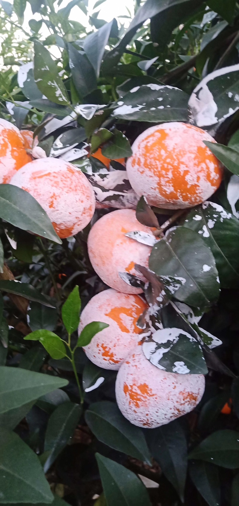 沃柑，沃柑……大量上市了