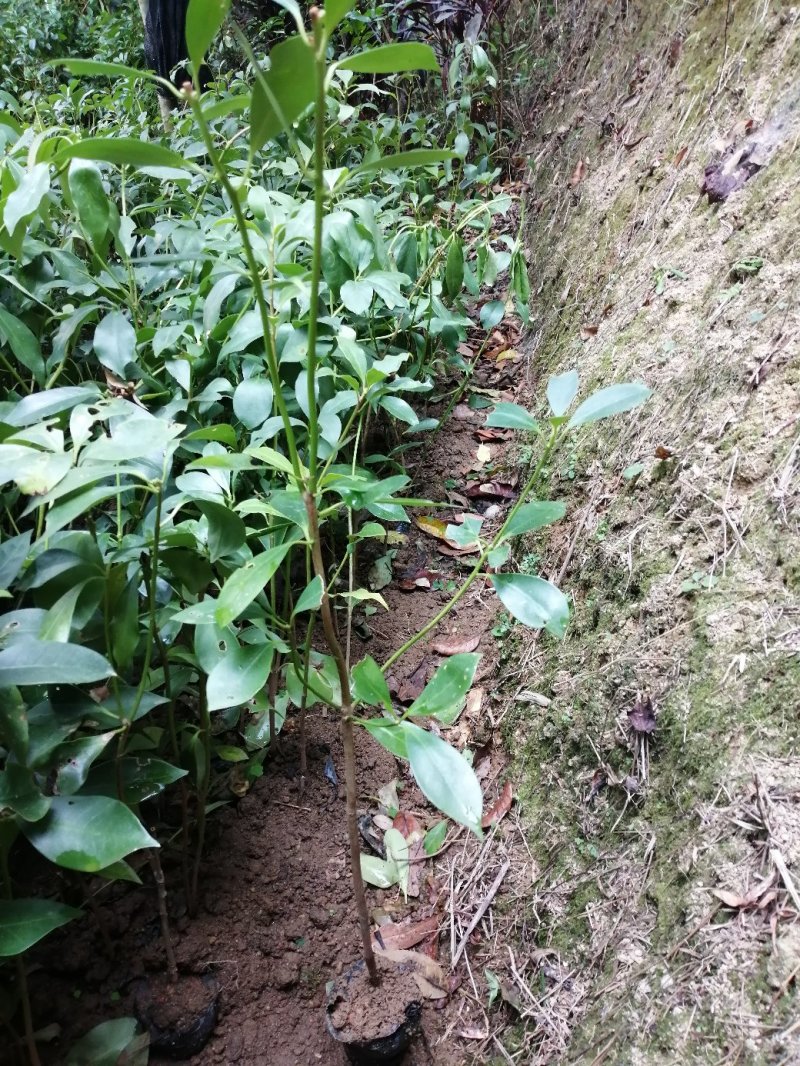 八角树苗，食用八角树苗，广西八角树苗，八角茴香，大料