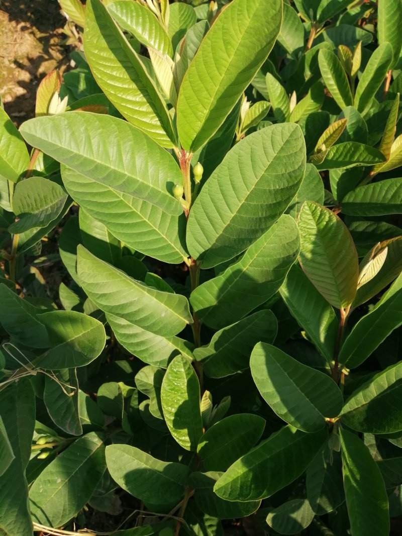 台湾珍珠番石榴芭树苗嫁接苗芭乐四季结果高产当年结果包正宗