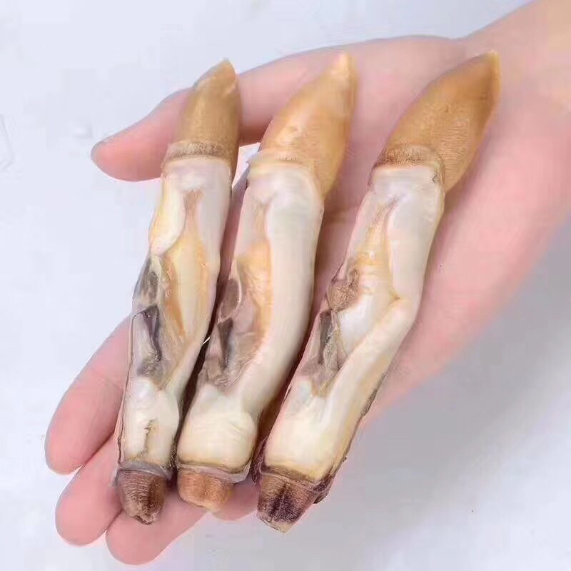 生鲜蛏王肉，新鲜蛏王现剥现发