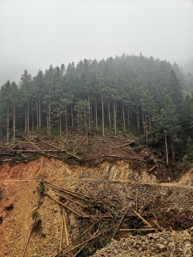 香杉木
