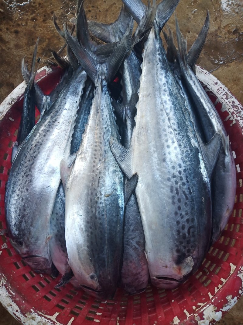 冰鲜大马鲛鱼
