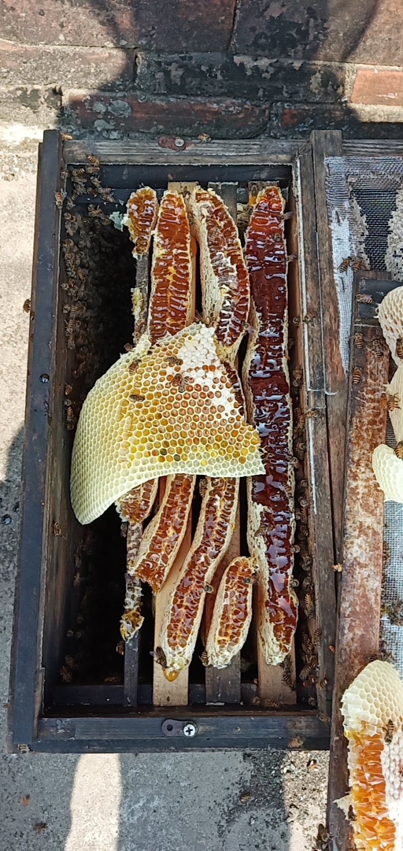 纯正天然蜂蜜中蜂蜜百花蜜土蜂蜜保证没添加~没喂糖