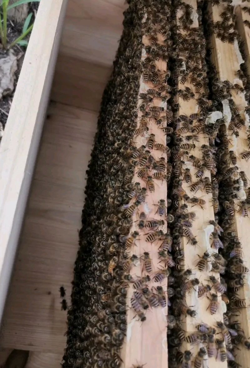 中华蜜蜂80一脾黎翁蜂场中蜂产蜜高珠三角地区可送货上门