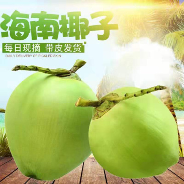 椰青海南带皮椰青新鲜椰子批发包邮