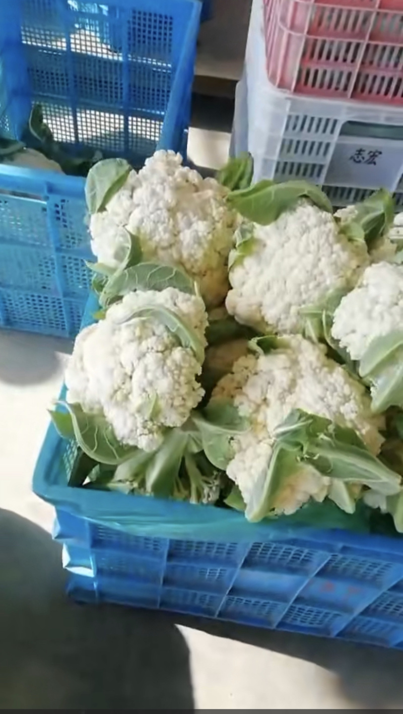 大量供应红叶莴笋，茄子，花菜，长短葫芦