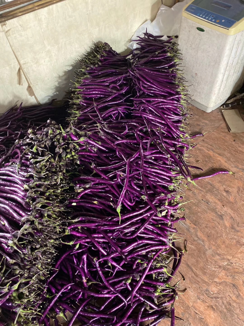 大量供应红叶莴笋，茄子，花菜，长短葫芦