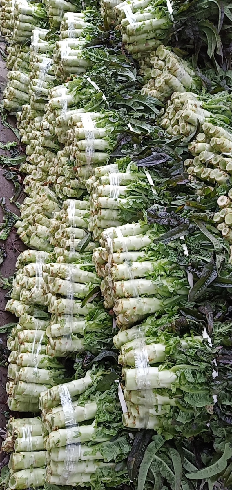 大量供应红叶莴笋，茄子，花菜，长短葫芦