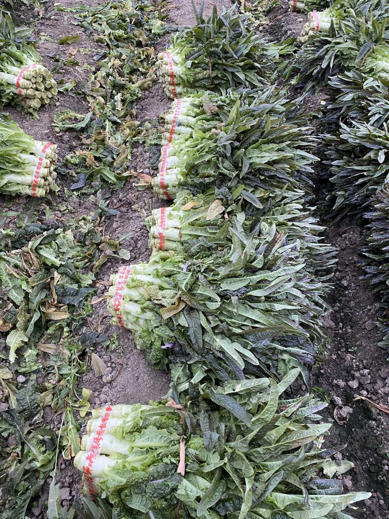 大量供应红叶莴笋，茄子，花菜，长短葫芦