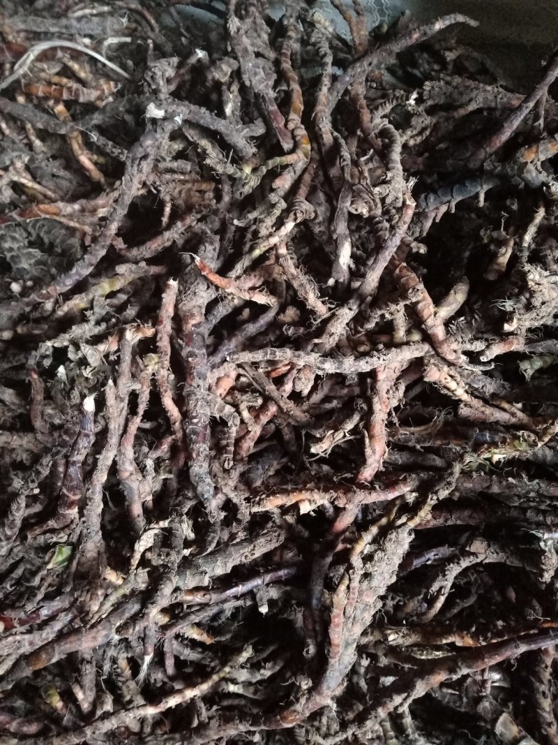 野生石菖蒲，统条，鲜货干货全株，产地直销
