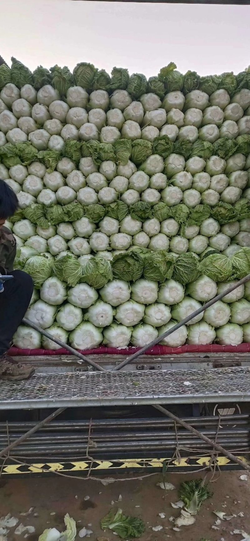 北京三号北京三号长白菜。产地直发，量大从优，质量很好