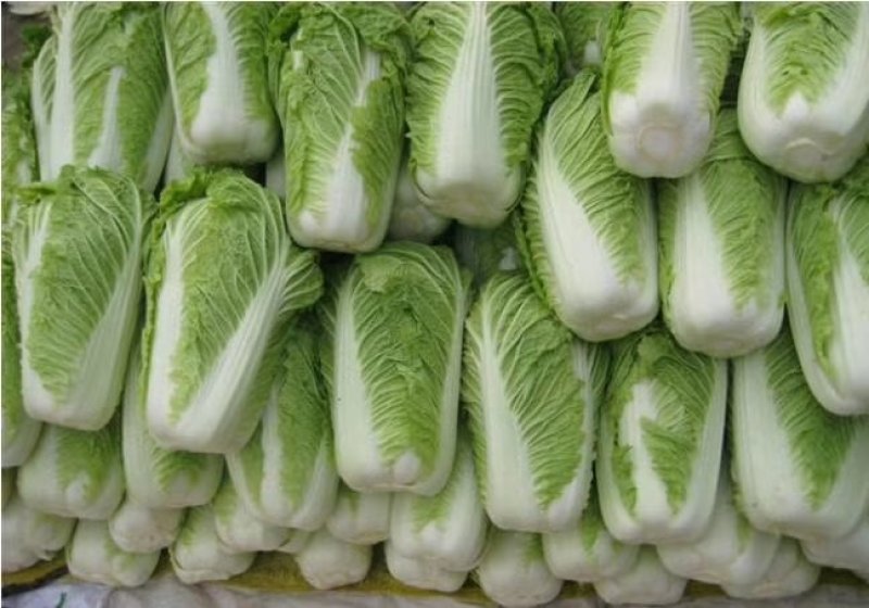 北京三号北京三号长白菜。产地直发，量大从优，质量很好
