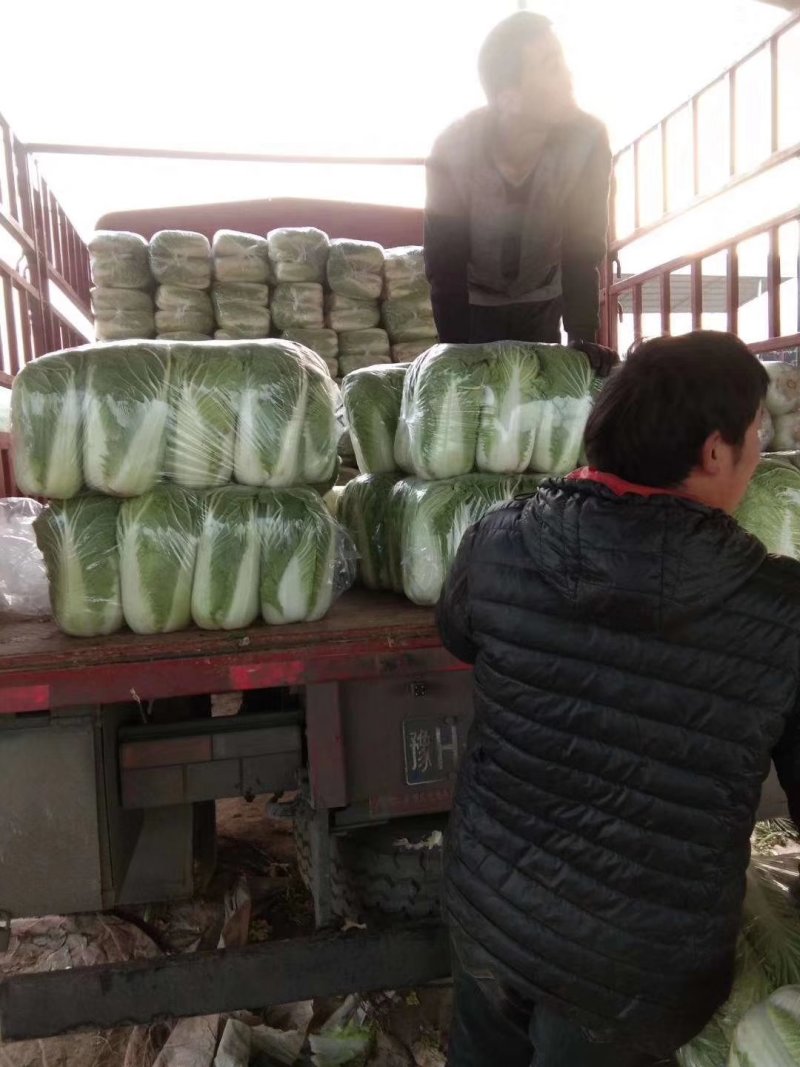 北京三号北京三号长白菜。产地直发，量大从优，质量很好
