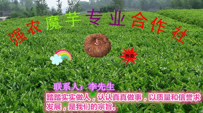 云南花魔芋干片出粉率高价格低周边可以送货上门