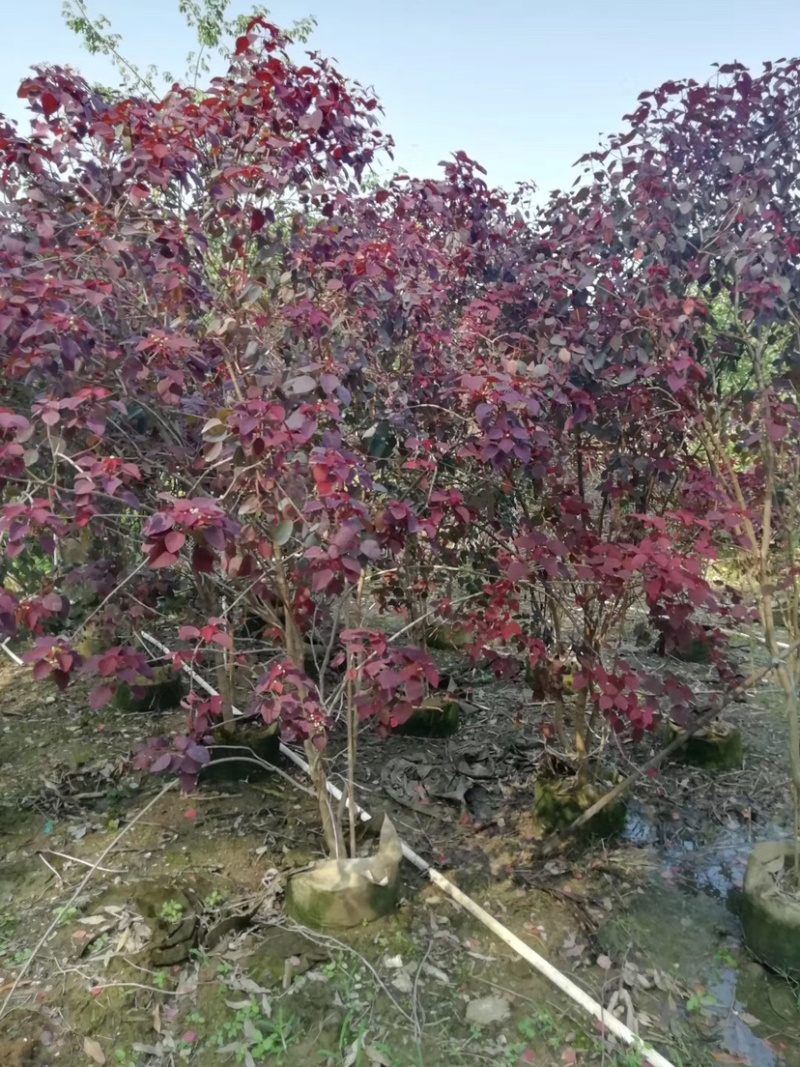 红叶乌桕树苗