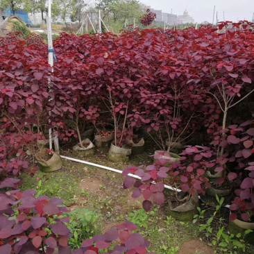 红叶乌桕树苗