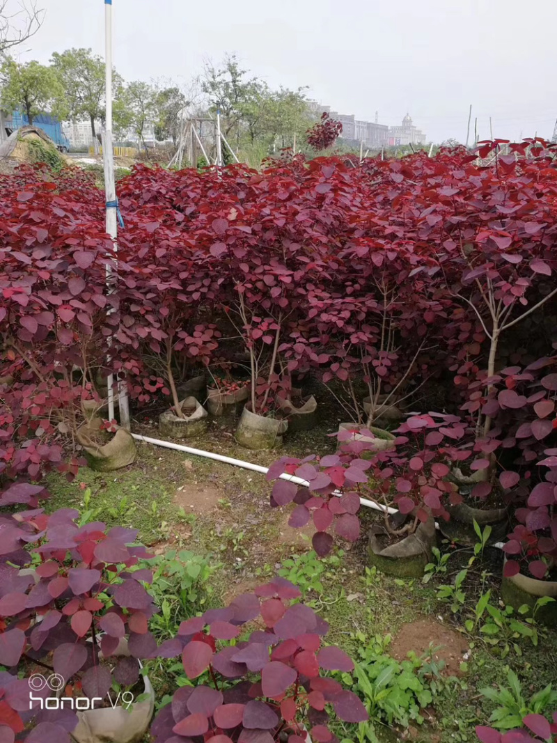 红叶乌桕树苗