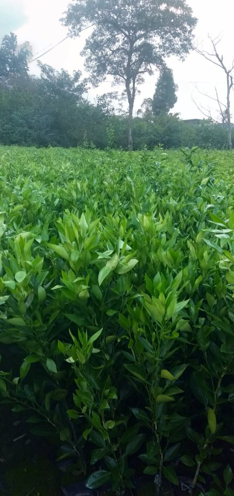 甘平柑橘苗，晚熟，糖度高，易薄皮，大果形，丰产量好。